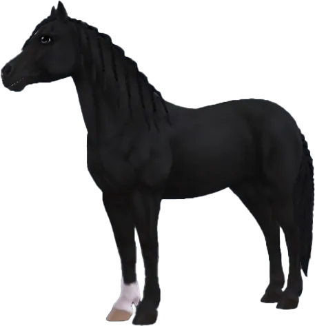 Welsh Pony, Black