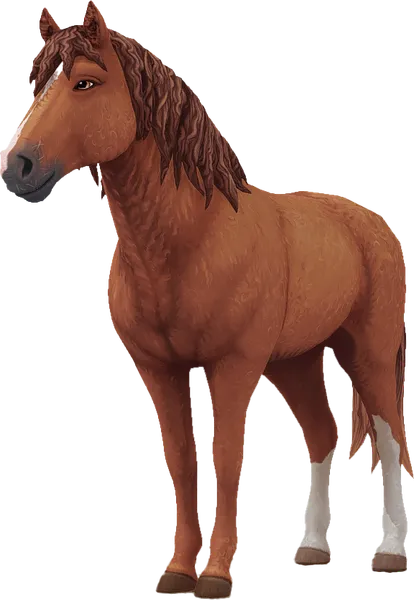 Curly Horse, Chestnut