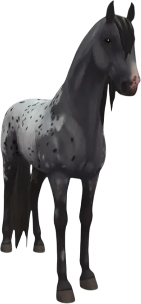 Lusitano, Steel Grey Extended Blanket
