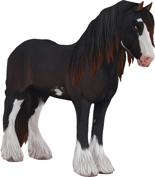 Irish Cob, Black Sabino