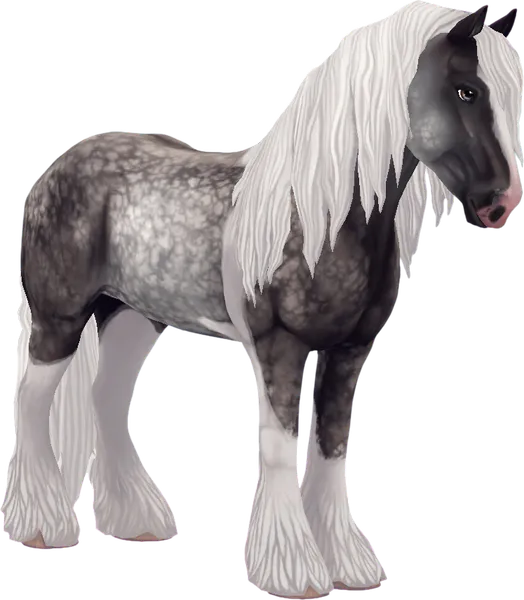 Irish Cob, Silver Dapple Pinto