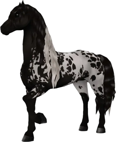 Friesian Sport Horse, Black Spotted Blanket