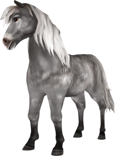 Icelandic Horse, Grey