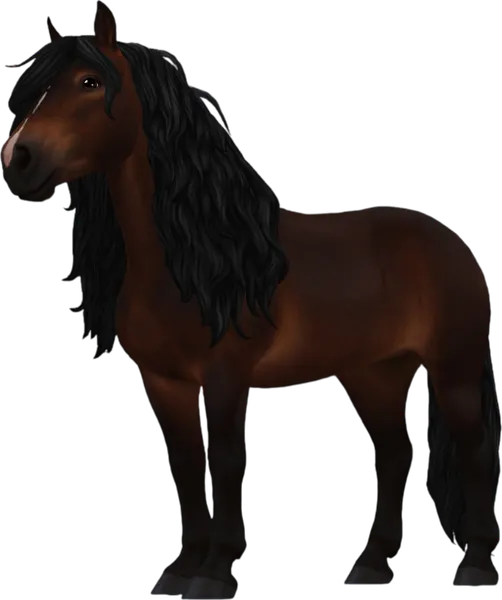 Black Forest Horse, Dark Bay