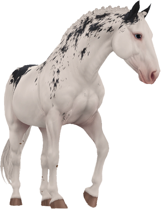 Criollo in Star Stable Online