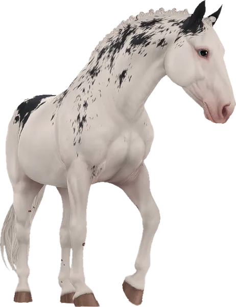 Criollo, Black Extensive Sabino