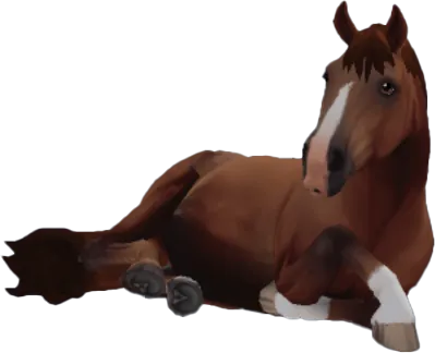 Finnhorse, Chestnut