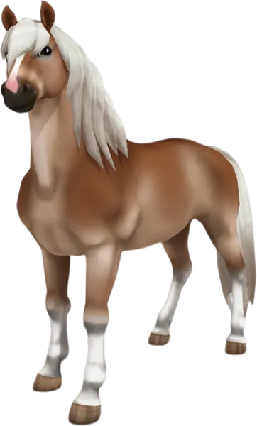 Haflinger, Flaxen Chestnut Pangaré