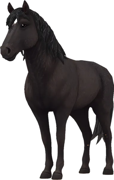 Curly Horse, Black