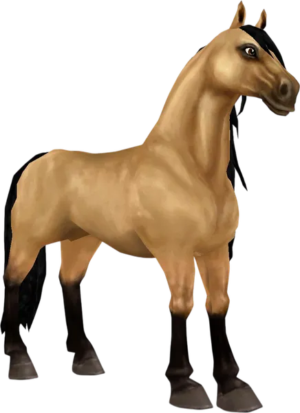 Andalusian, Buckskin