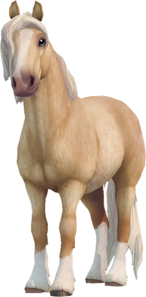 North Swedish Horse, Palomino