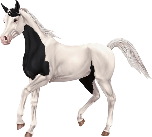 Pintabian, Black Tovero