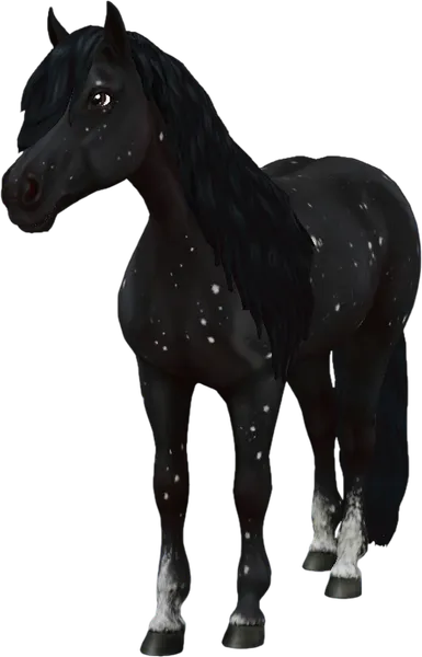 Haflinger, Black Snowflake