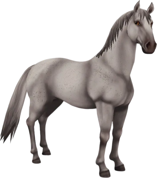 Lipizzaner, Flea Bitten Grey