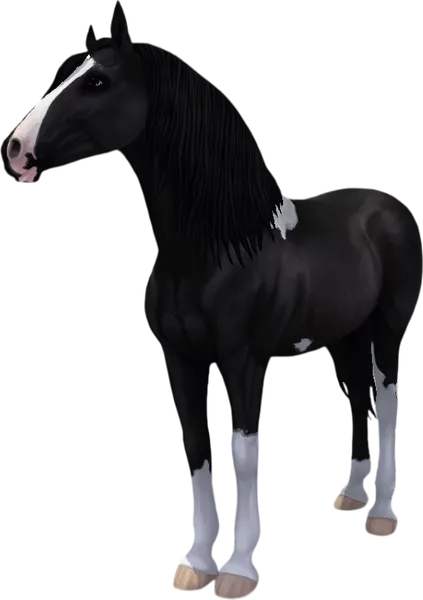 Paso Fino, Black Pinto
