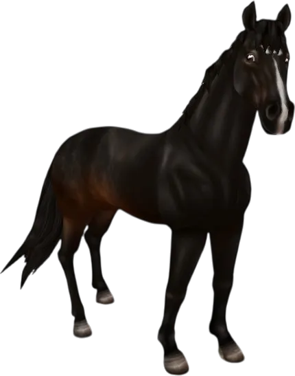 English Thoroughbred, Seal Bay