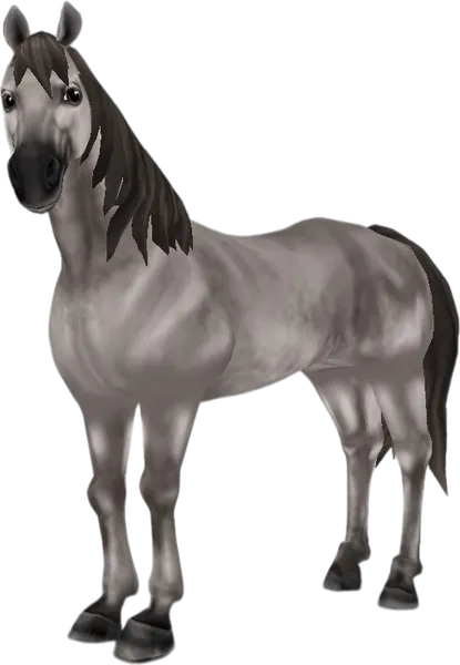 American Quarter Horse, Grey