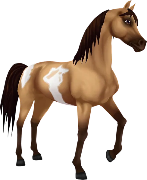 Pintabian, Buckskin Overo
