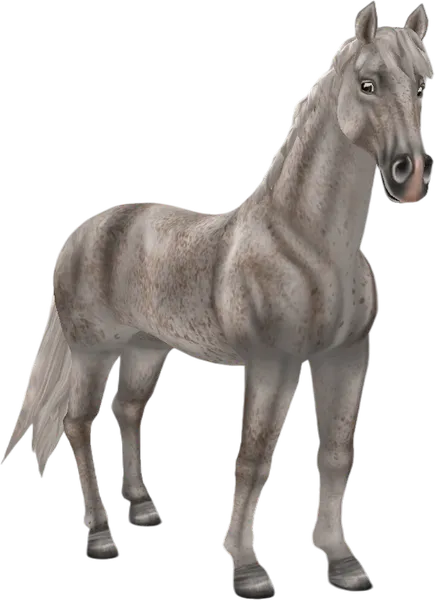 English Thoroughbred, Fleabitten Grey