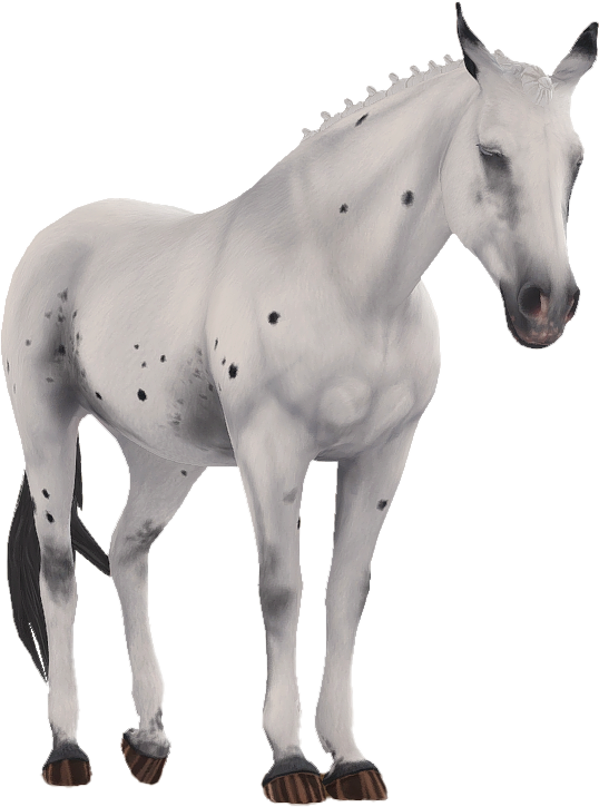 Appaloosa in Star Stable Online