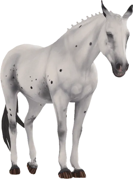 Appaloosa, Black Few Spots