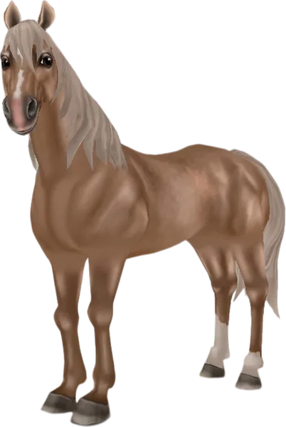 American Quarter Horse, Palomino