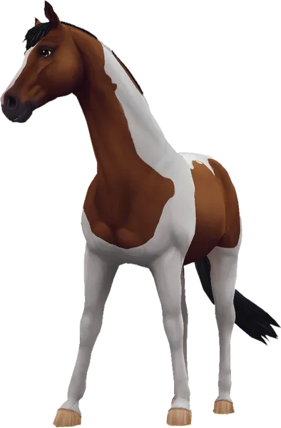 Trakehner, Bay Pinto