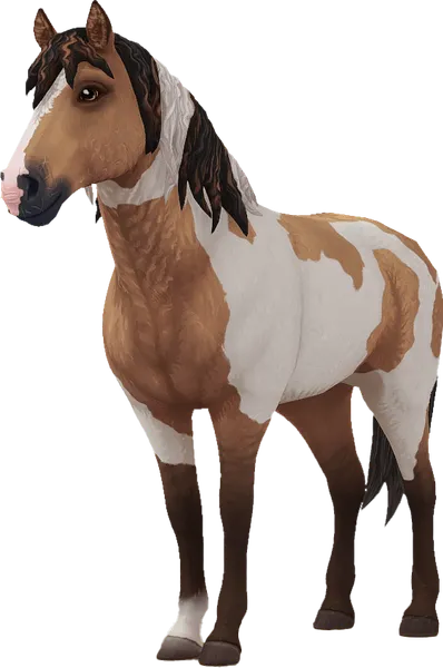 Curly Horse, Bay Dun Tovero