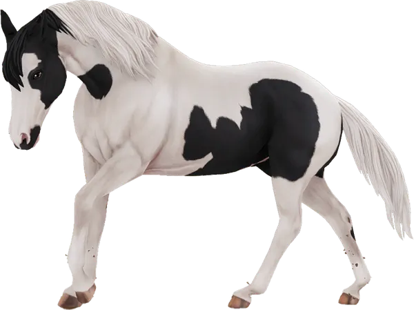 American Paint Horse, Black Tovero