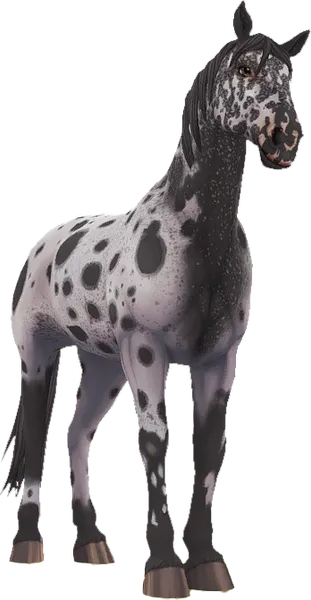 Knabstrupper, Black Varnish Roan Near Leopard