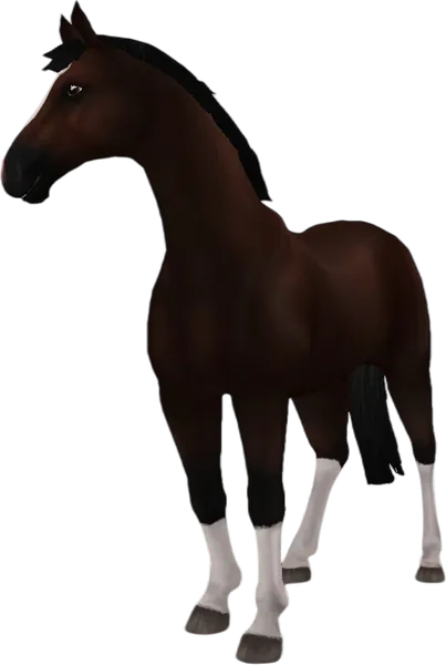 Hanoverian, Dark Bay