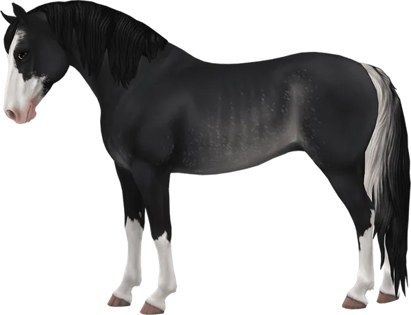 Morgan, Black Rabicano