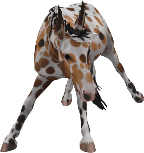 Mule, Bay Leopard