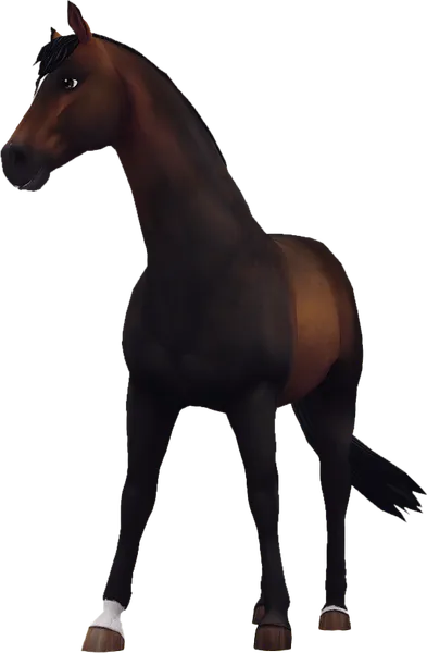 Trakehner, Seal Bay
