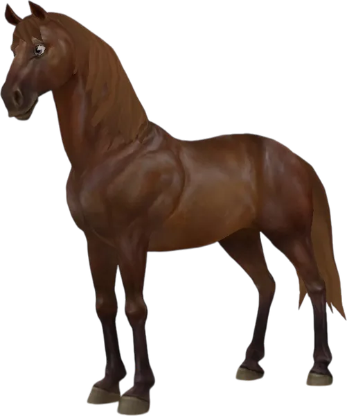 Morgan, Liver Chestnut