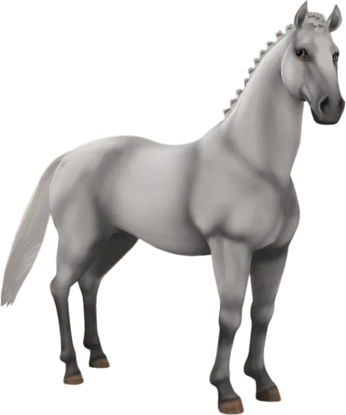 Lipizzaner, Light Grey