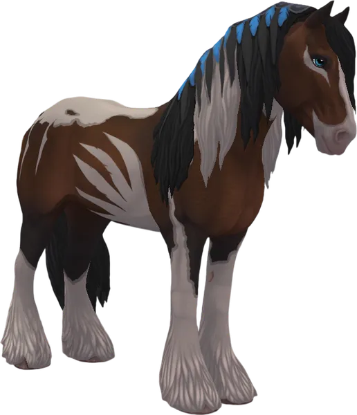 Irish Cob, Bay Pinto