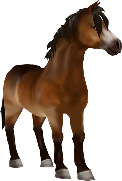 Jorvik Pony, Bay Pangaré