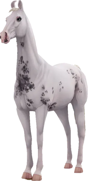 Marwari, Black Sabino Pinto