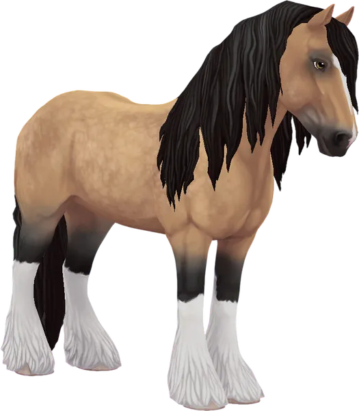 Irish Cob, Buckskin