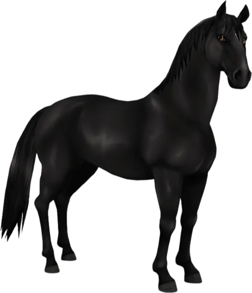 Lipizzaner, Black
