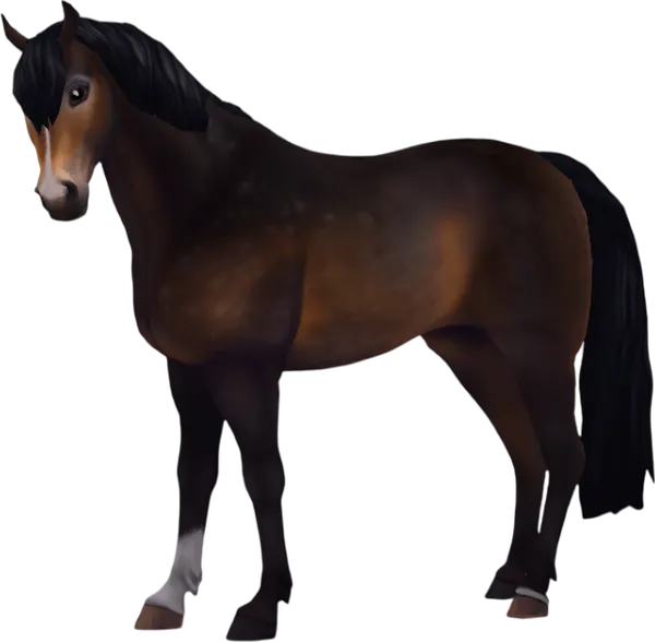 Jorvik Connemara, Dapple Seal Brown