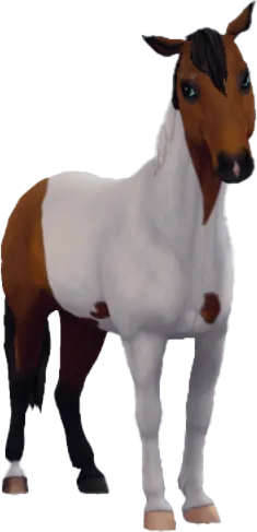 Chincoteague Pony, Bay Pinto