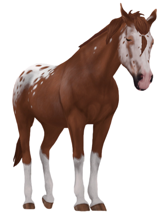 Appaloosa in Star Stable Online