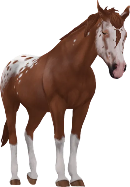 Appaloosa, Chestnut Varnish Roan Extended Blanket