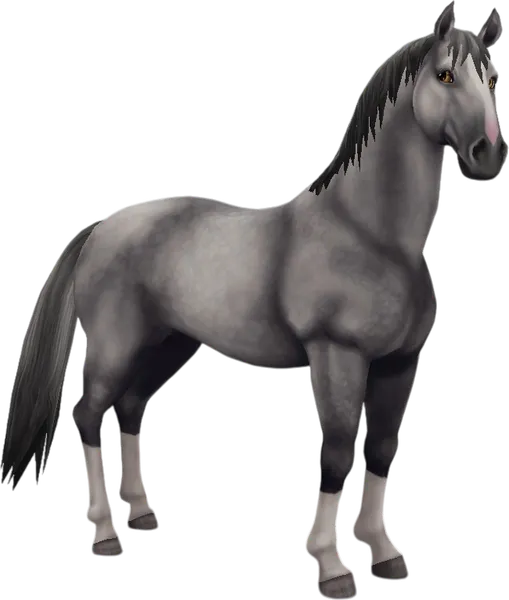 Lipizzaner, Dapple Grey