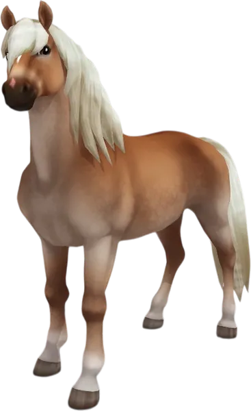 Haflinger, Dapple Flaxen Chestnut Pangaré