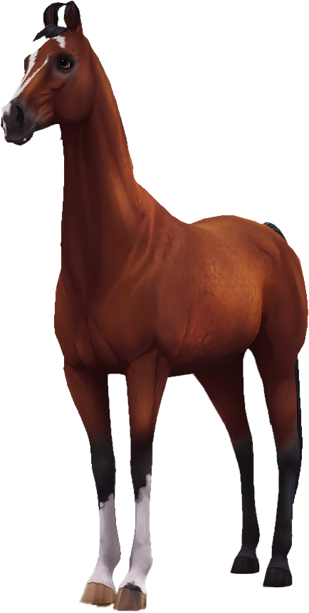 Marwari in Star Stable Online