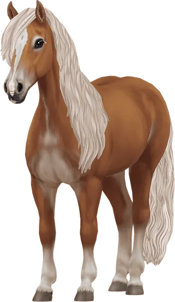 Haflinger, Gold Flaxen Chestnut Pangare