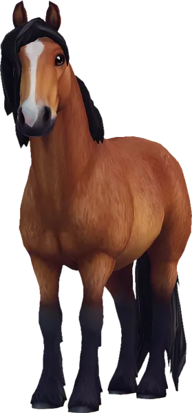 North Swedish Horse, Light Bay